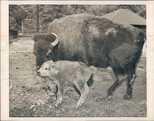 1946 Atlanta, Georgia Zoo Mother Buffalo & Newborn Calf Press Photo - Historic Images