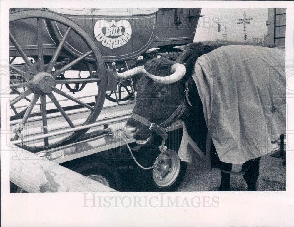 1968 Bull Durham Western Roundup Bull Durham, Short-Horn Show Bull Press Photo - Historic Images