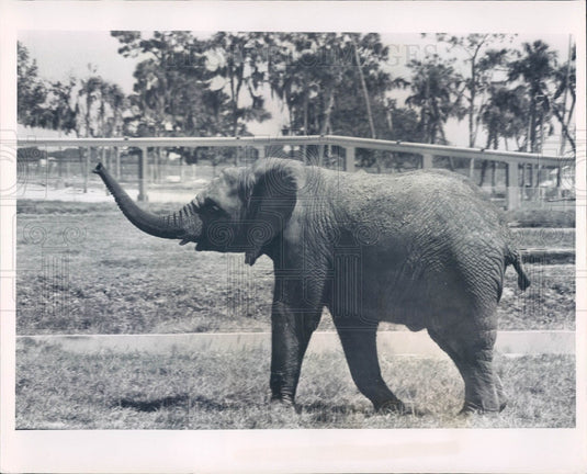 1966 Tampa, Florida Busch Gardens Animal Kingdom Elephant Press Photo - Historic Images