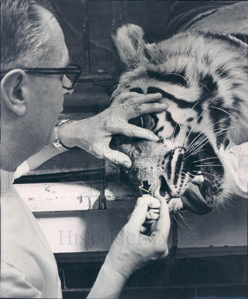 1967 Chicago, Illinois Lincoln Park Zoo Tiger Gets Tooth Pulled Press Photo - Historic Images