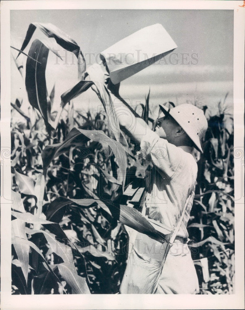 1947 USDA Agronomist Collects Pollen for New Hybrid Corn Plant Press Photo - Historic Images