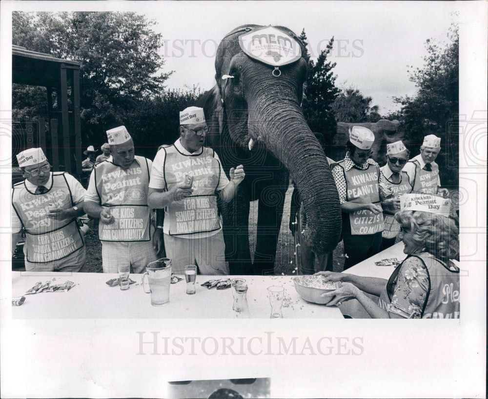 1980 Tampa, FL Busch Gardens Mem the Elephant Peanut Eating Contest Press Photo - Historic Images