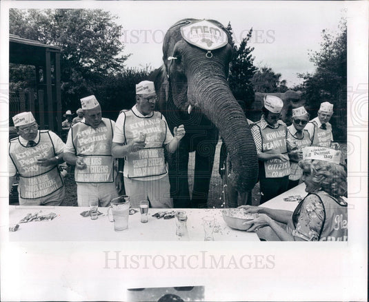 1980 Tampa, FL Busch Gardens Mem the Elephant Peanut Eating Contest Press Photo - Historic Images