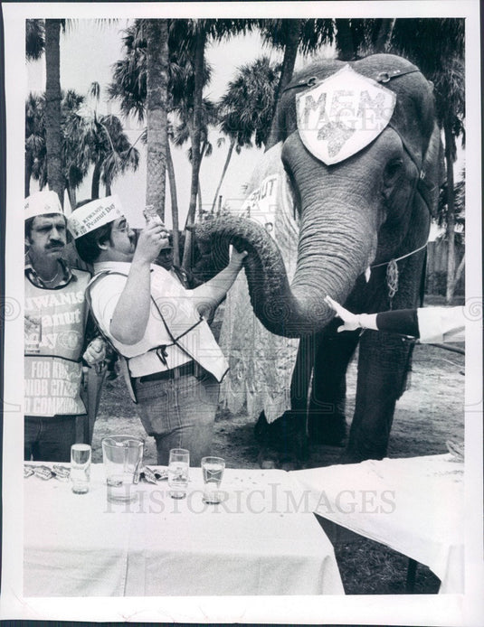 1981 Tampa, FL Busch Gardens Mem the Elephant Peanut Eating Contest Press Photo - Historic Images