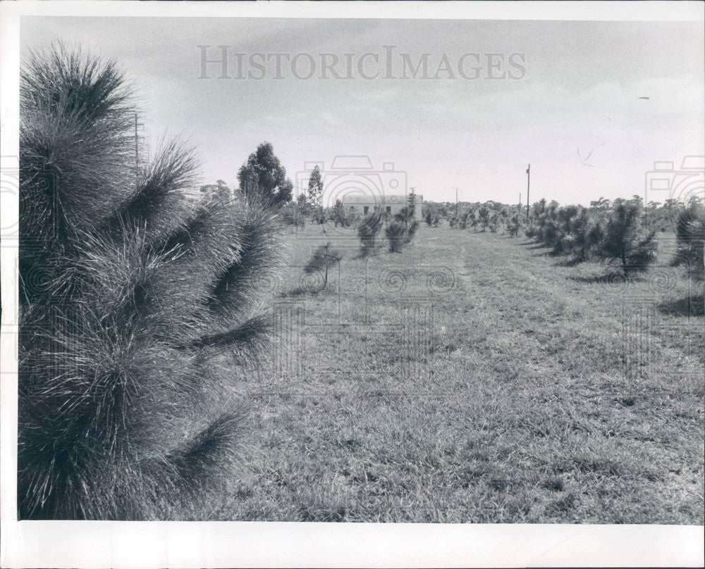 1967 Pinellas County, Florida Suncoast Botanical Garden Press Photo - Historic Images