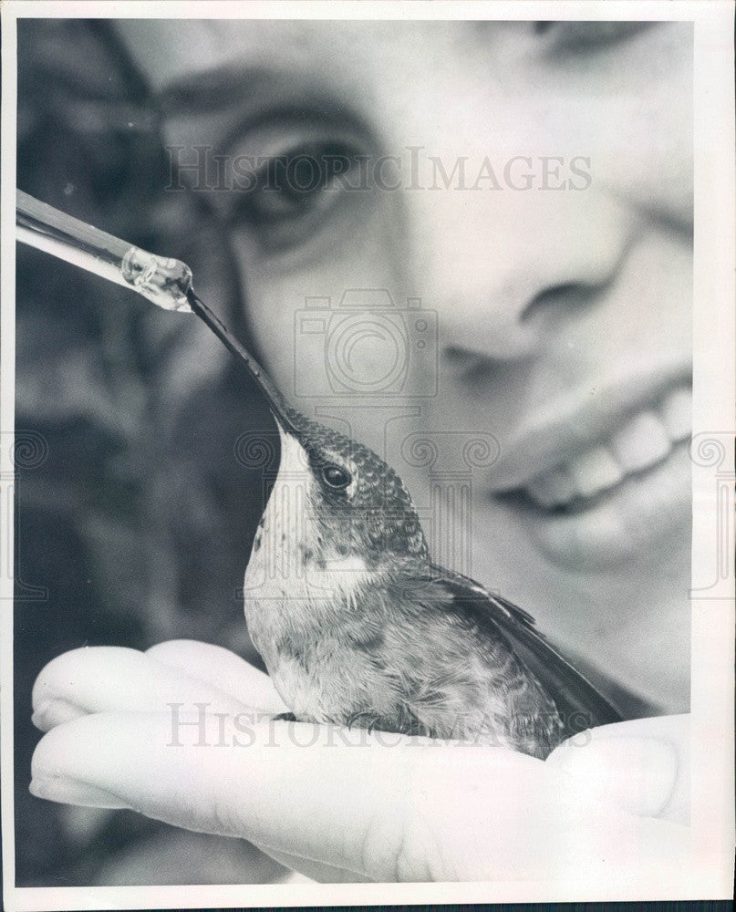 1965 St. Petersburg Florida Sunken Gardens Injured Hummingbird Press Photo - Historic Images