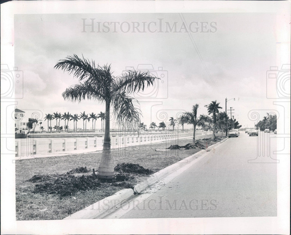 1964 Bradenton, Florida First Avenue Palm Trees Press Photo - Historic Images