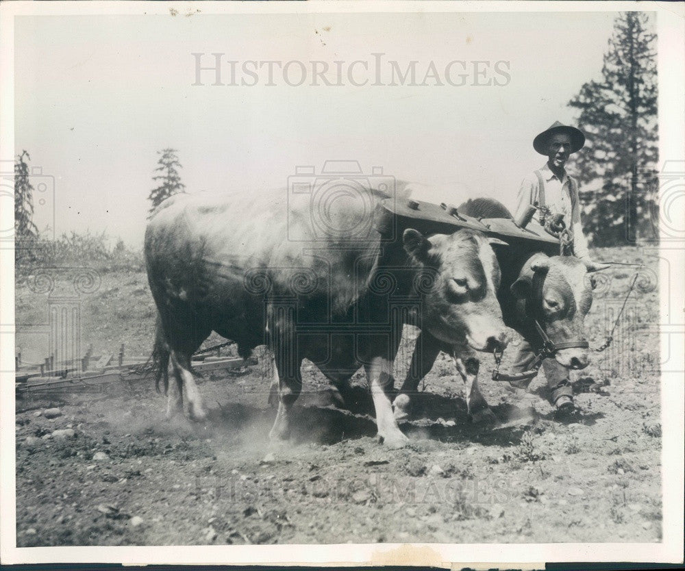 1929 Snohomish County, WA Rancher AM Fuller Plows with Bull Team Press Photo - Historic Images
