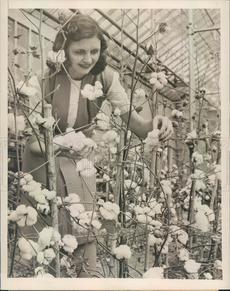 1947 Stamford, CT Leafless Cotton at American Cyanamid Research Labs Press Photo - Historic Images