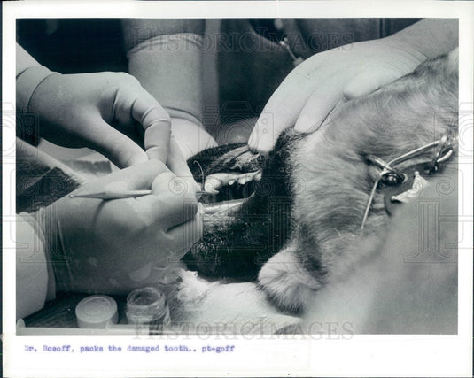 1986 Pasco County, Florida Sheriff's Dept K-9 Sam Press Photo - Historic Images