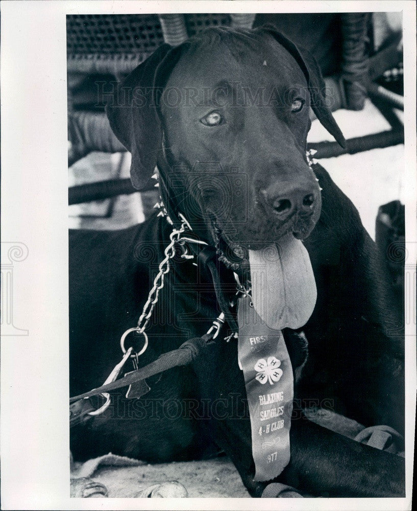 1977 Tarpon Springs, FL Blazing Saddles 4-H Club Dog Show Winner Press Photo - Historic Images
