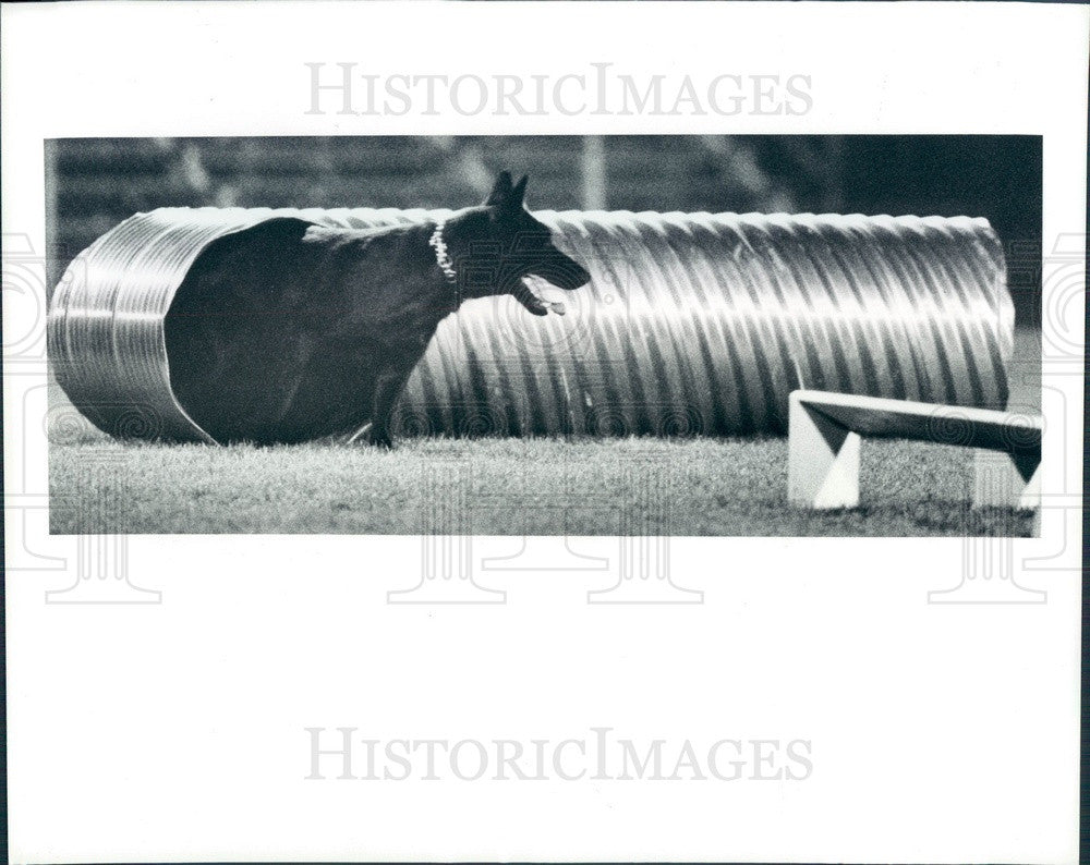 1989 Pinellas County, Florida Sheriff&#39;s Dept K-9 Mirco Press Photo - Historic Images