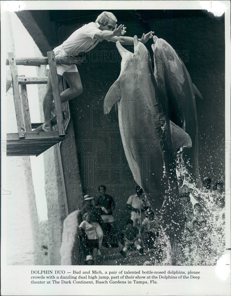 1983 Tampa, Florida Busch Gardens Bottle-Nosed Dolphins Press Photo - Historic Images