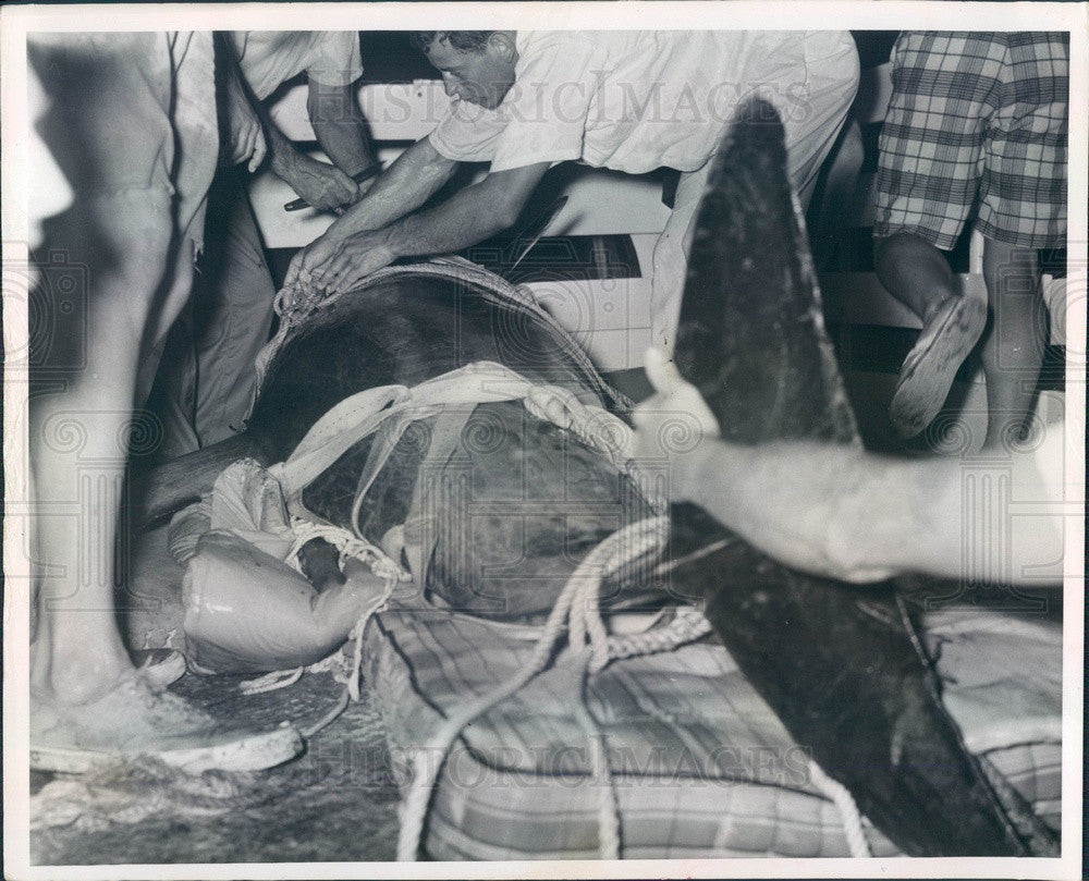 1966 Tarpon Springs, Florida Dolphin Washed Ashore by Hurricane Alma Press Photo - Historic Images