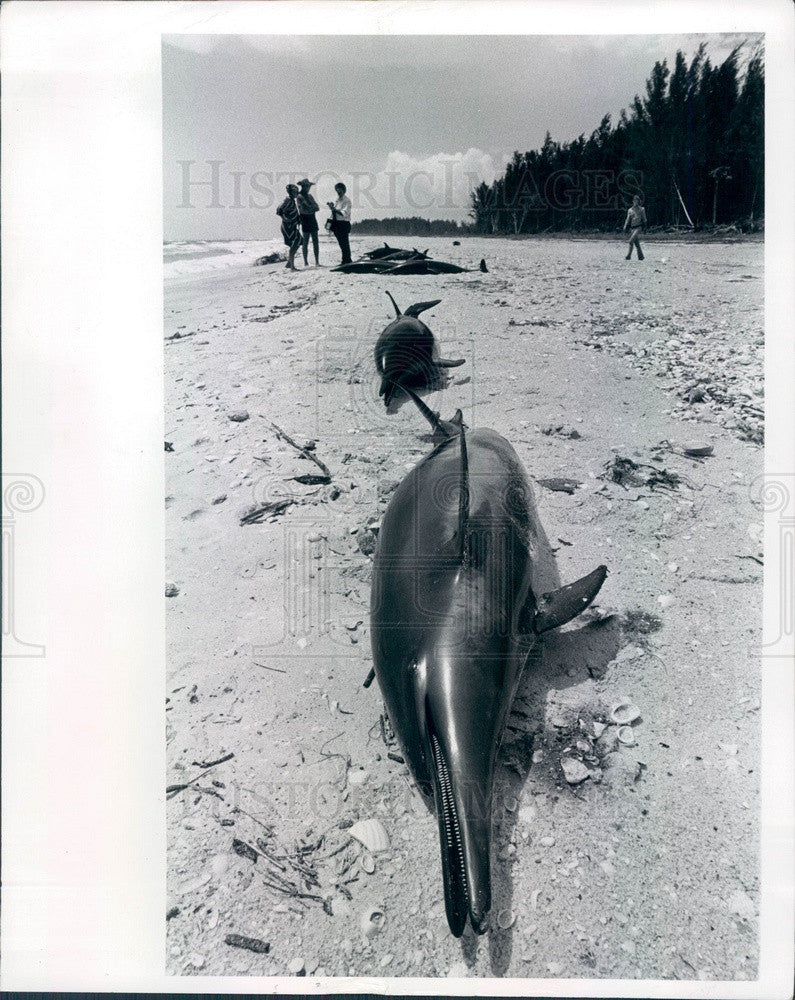 1976 Casey Key, Florida Beached Dolphins Press Photo - Historic Images