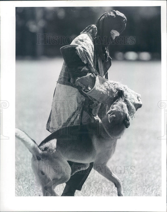 1989 Largo, Florida Police Officer Terry Teunis & K-9 Felony Press Photo - Historic Images