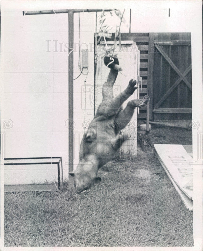 1964 A Kinkajou, Rainforest Mammal Press Photo - Historic Images