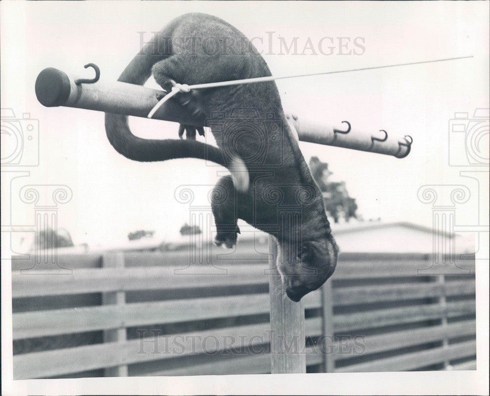 1964 A Kinkajou, Rainforest Mammal Press Photo - Historic Images