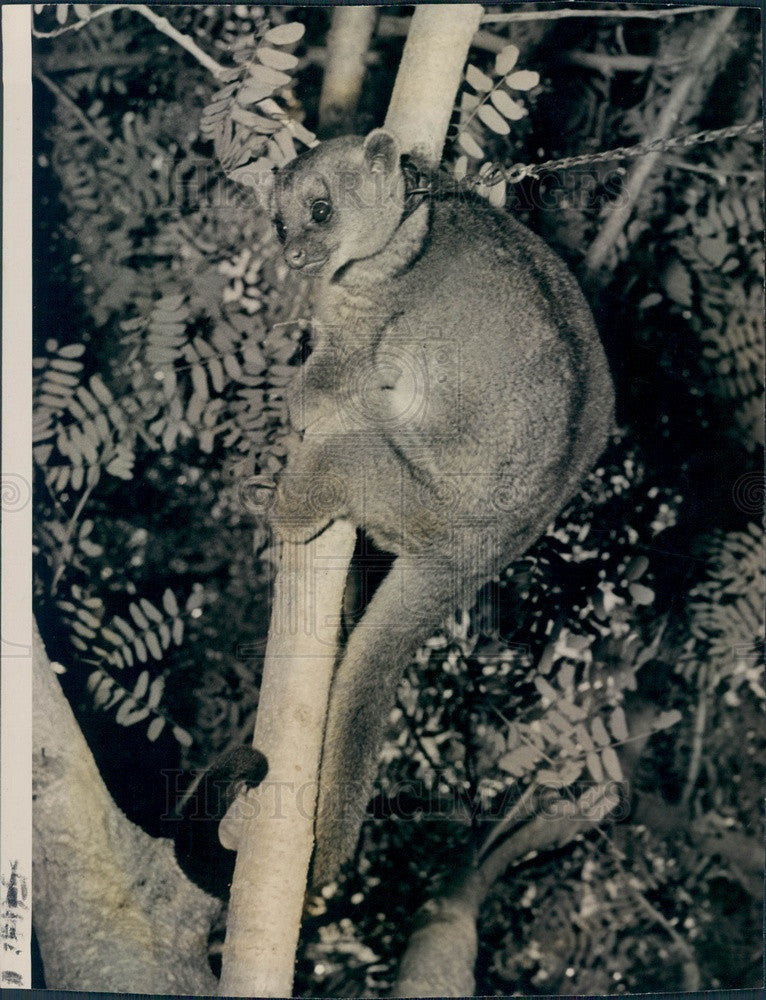 1946 A Kinkajou, Rainforest Mammal Press Photo - Historic Images