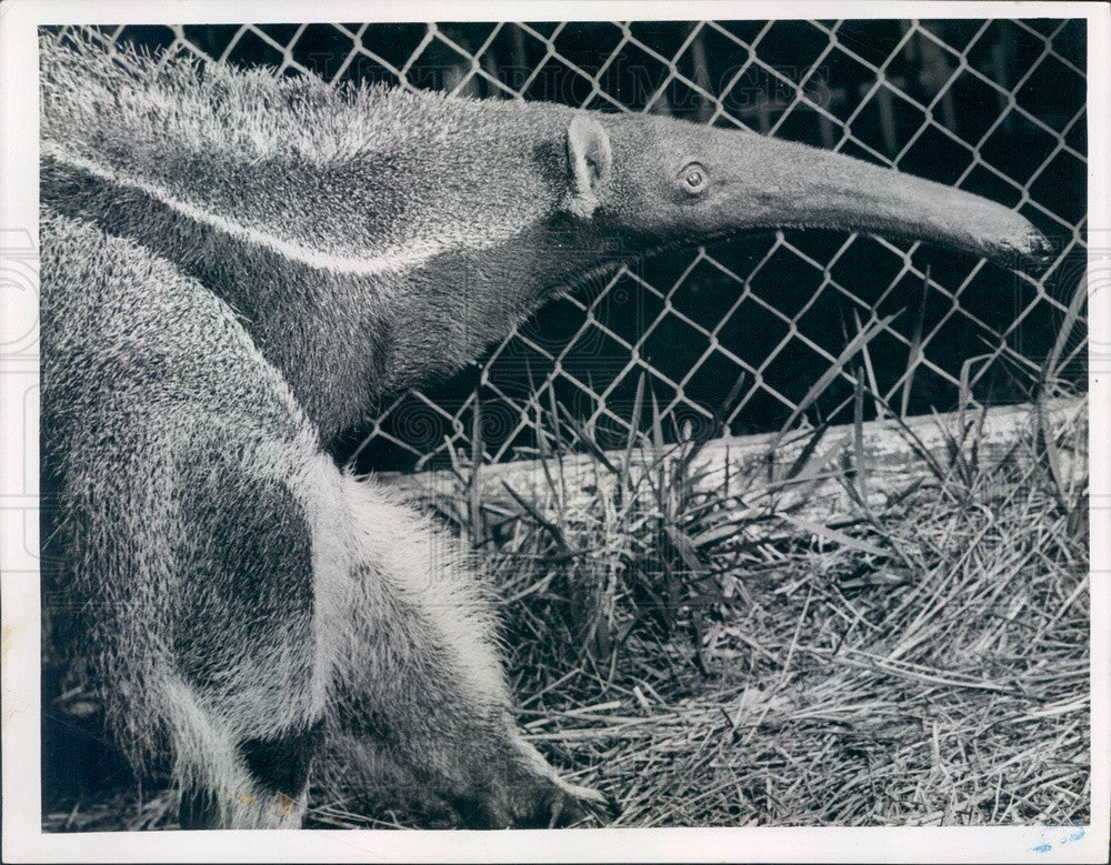 1954 Anteater Press Photo - Historic Images