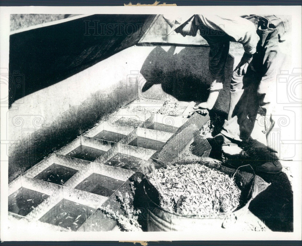 1937 Lenexa, Kansas TG Schweiger Farm, Grasshopper Harvester Tray Press Photo - Historic Images