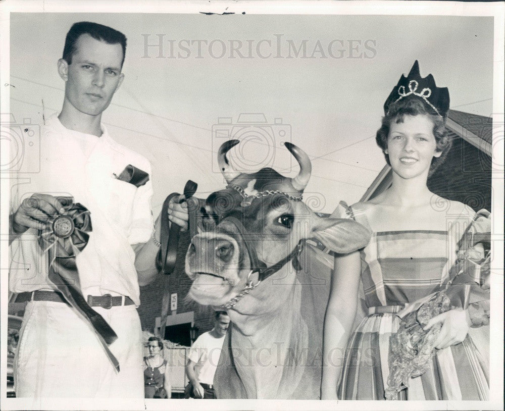 1954 Springfield, Illinois State Fair Champion Jersey Bull Press Photo - Historic Images