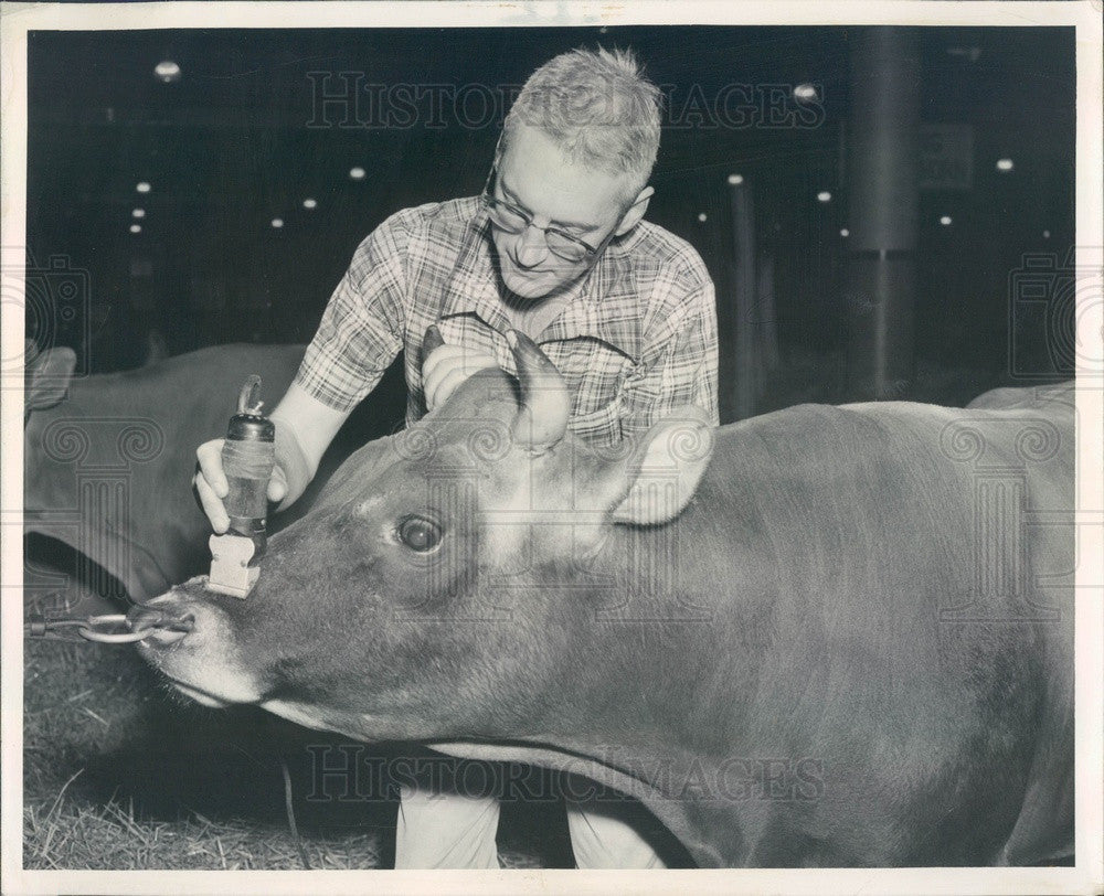 1955 Chicago IL Intl Dairy Show Champ Jersey Bull &amp; Fayetteville, TN Press Photo - Historic Images