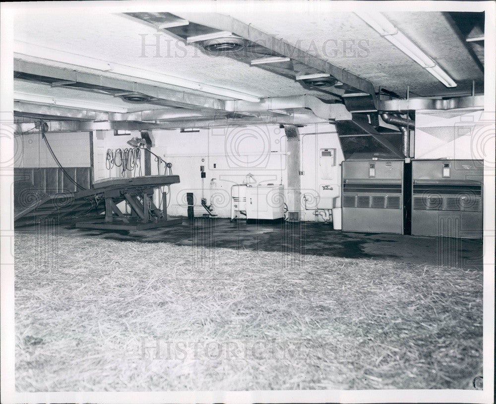 Undated Chicago, Illinois Race Horse Hospital Operating Room Press Photo - Historic Images