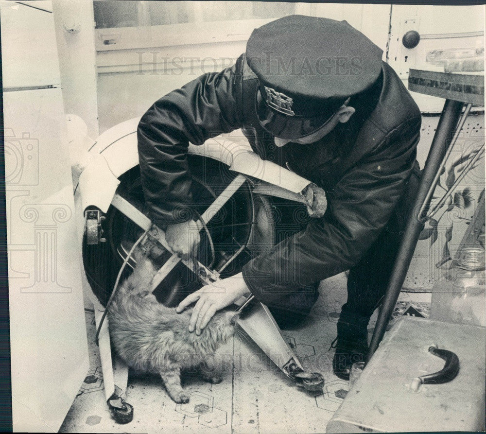 1965 Chicago, Illinois Cat Trapped in Washing Machine Press Photo - Historic Images