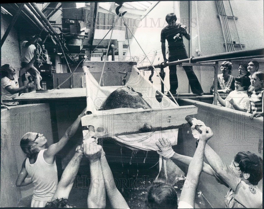 1974 Chicago, Illinois Shedd Aquarium 500-Pound Jewfish Being Moved Press Photo - Historic Images