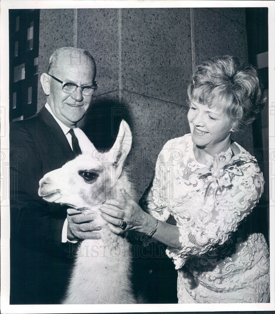 1967 Denver, Colorado Zoo Director Julian Frazier with Baby Llama Press Photo - Historic Images