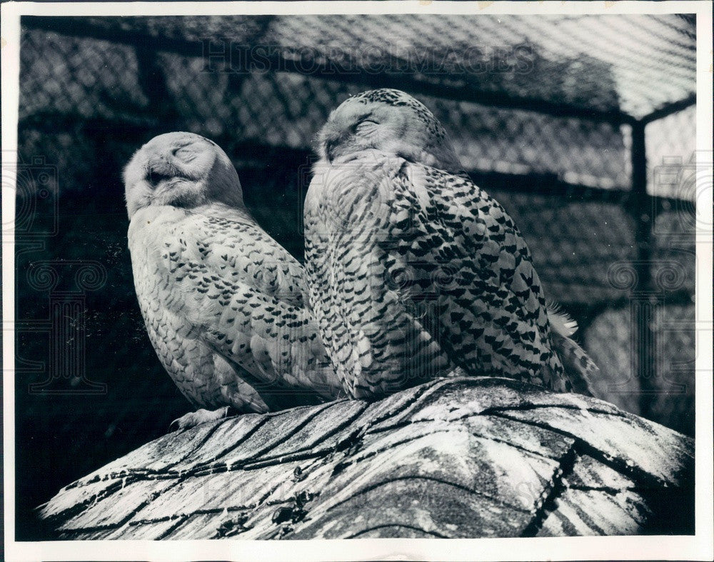 1963 Chicago, Illinois Lincoln Park Zoo Snowy Owls Press Photo - Historic Images