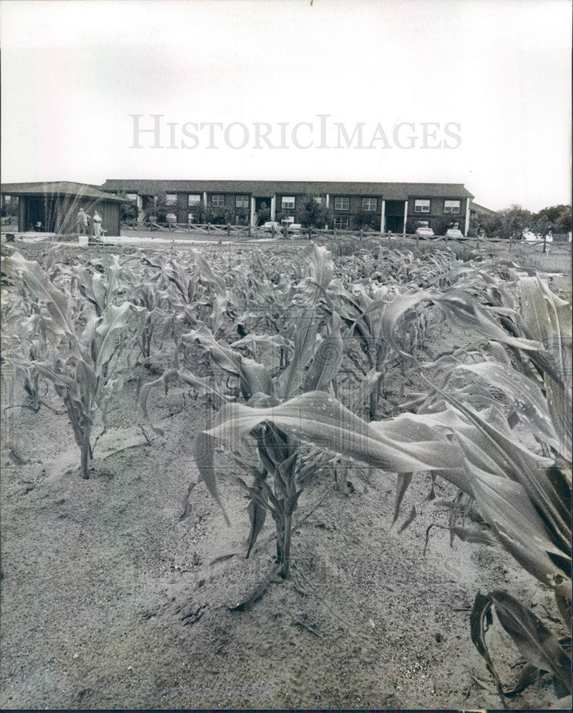 1978 Inverness, Florida Inverness Village Condos Corn Field Press Photo - Historic Images