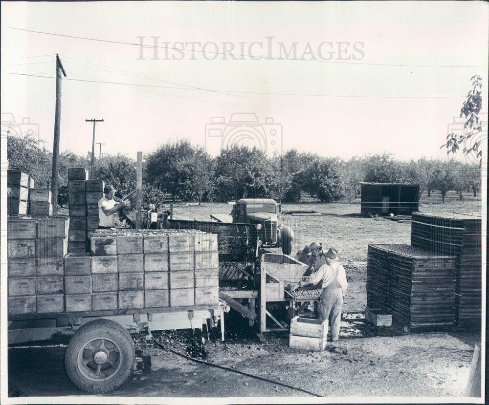 1948 Caterpillar Diesel D4 Tractor With Walnut-Harvesting Rig Press Photo - Historic Images