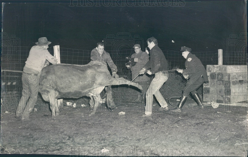 1958 Chicago, Illinois Escaped Cattle Roped at Congress Expressway Press Photo - Historic Images