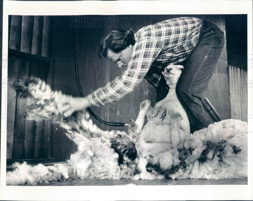 1988 Deerfield, IL Ryerson Conservation Area Sheep Shearing Demo Press Photo - Historic Images