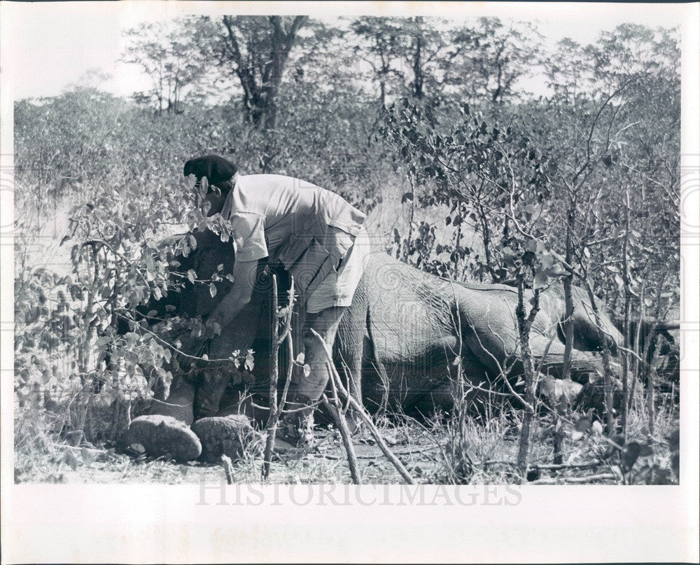 1999 Africa, Elephant Press Photo - Historic Images