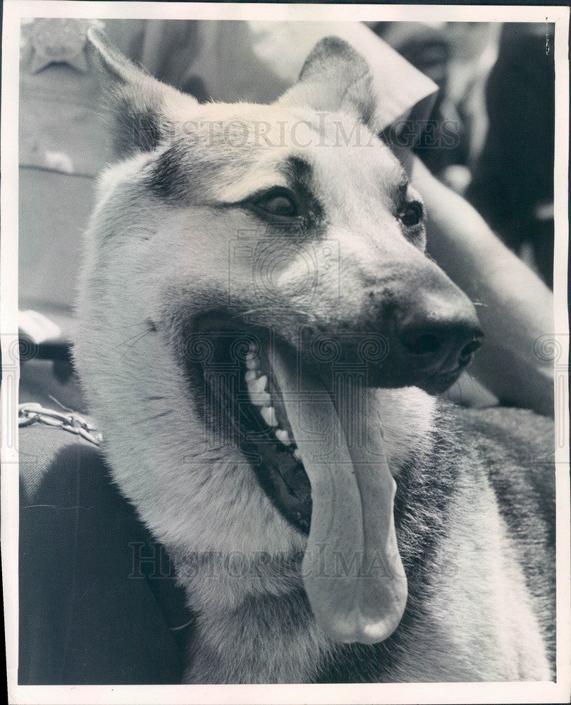 1961 Chicago, Illinois Police K-9 Rex II Press Photo - Historic Images
