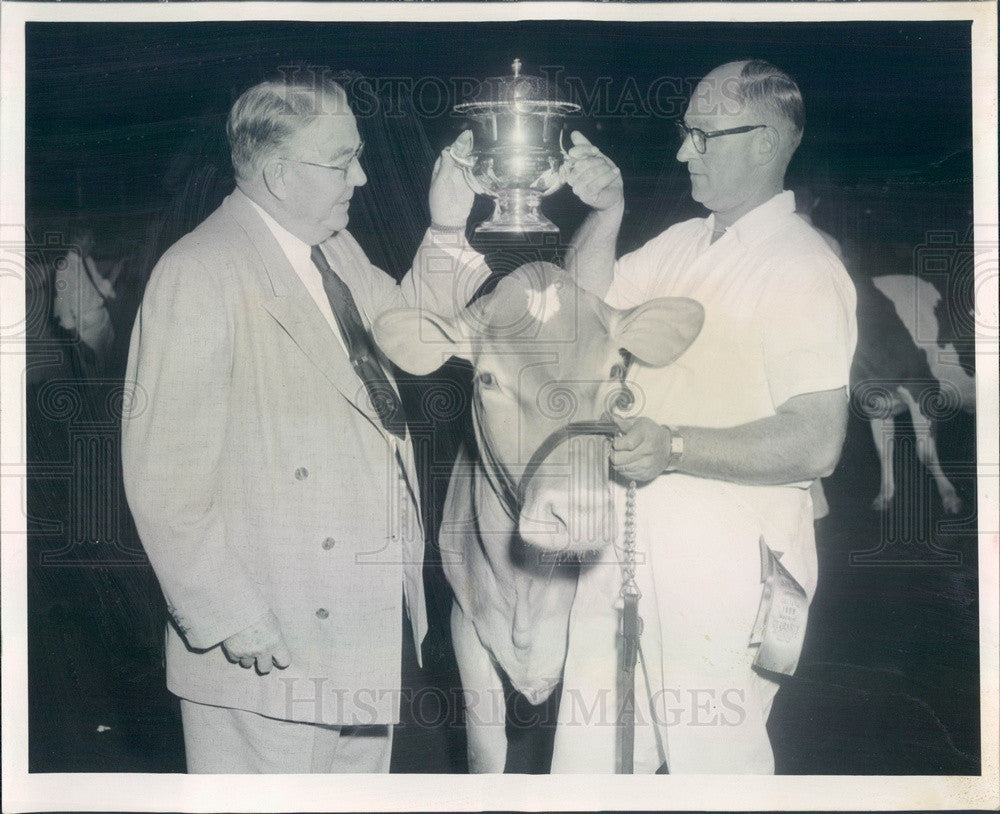 1958 Chicago, IL Intl Dairy Show Grand Champion Jr Yearling Heifer Press Photo - Historic Images