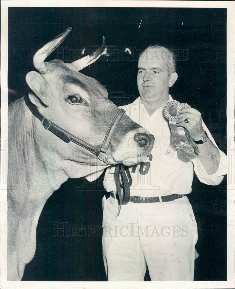 1958 Chicago, IL Intl Dairy Show Grand Champion Brown Swiss Cow Press Photo - Historic Images