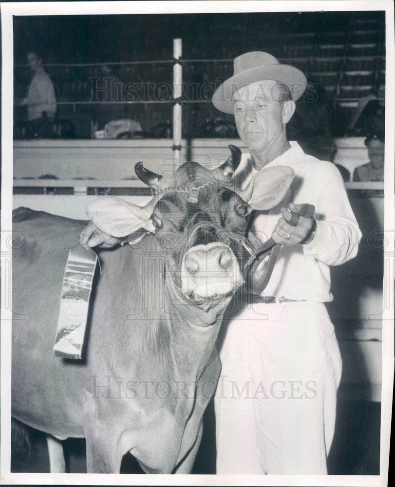 1958 Chicago, IL Intl Dairy Show Grand Champion Jersey Cow Press Photo - Historic Images