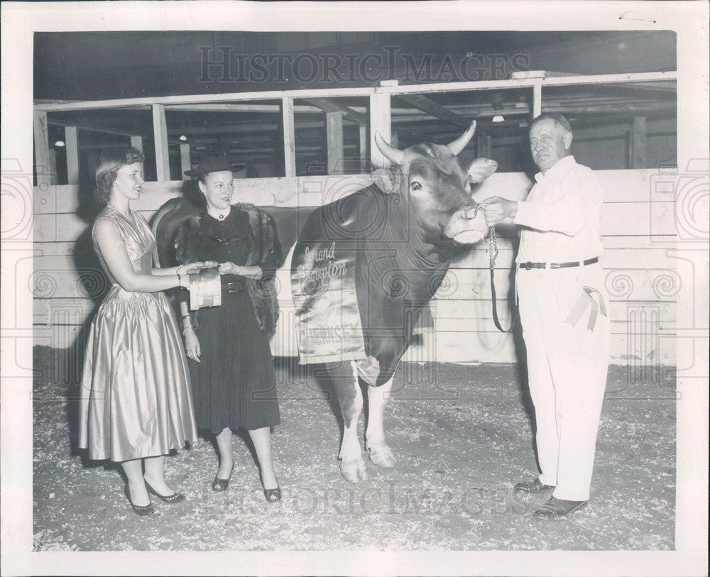 1955 Chicago, IL Dairy Show Champion Guernsey Bull Press Photo - Historic Images