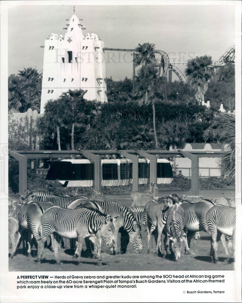 1991 Tampa, Florida Busch Gardens Serengeti Plain, Grevy Zebra Press Photo - Historic Images