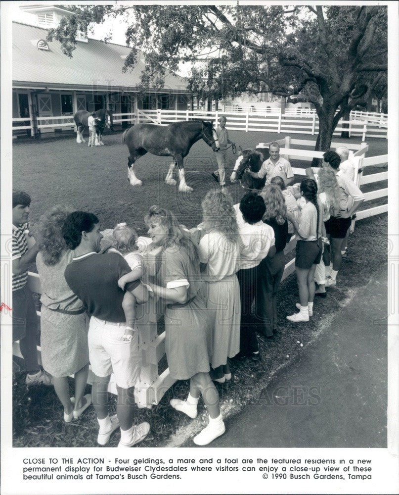 1990 Tampa, Florida Busch Gardens Anheuser-Busch Clydesdales Press Photo - Historic Images