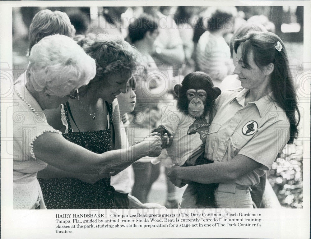 1983 Tampa, FL Busch Gardens Chimpanzee Beau & Trainer Sheila Wood Press Photo - Historic Images