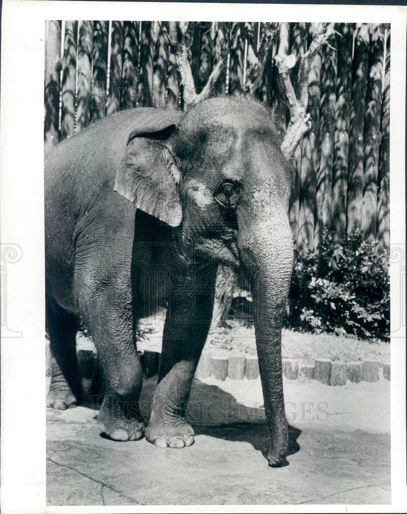 1986 Tampa, Florida Busch Gardens Elephant Press Photo - Historic Images