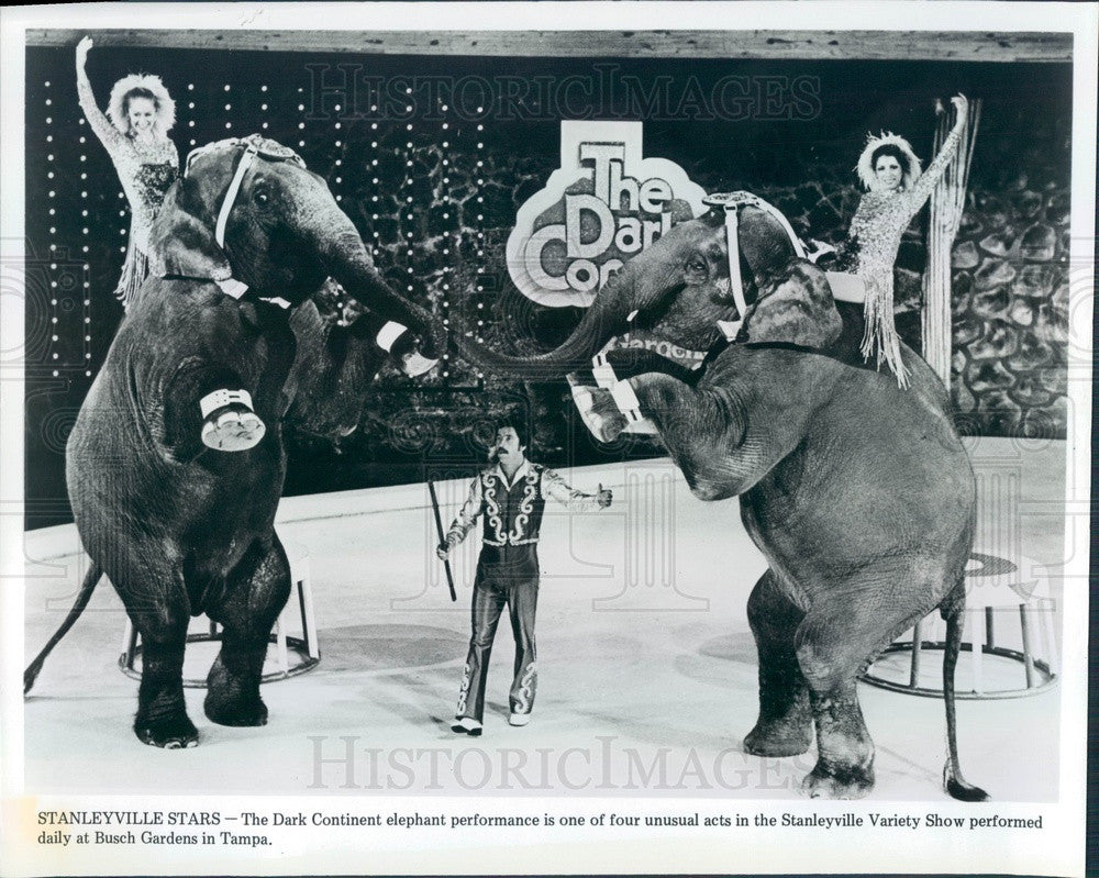 1981 Tampa, FL Busch Gardens Stanleyville Variety Show Elephants Press Photo - Historic Images