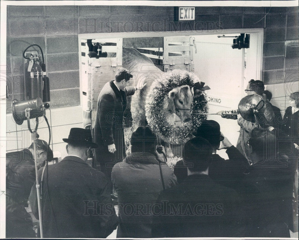 1969 Chicago, Illinois Lincoln Park Zoo Grand Champion Steer Conoco Press Photo - Historic Images