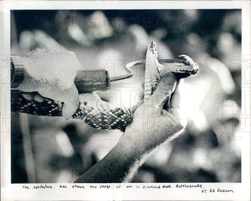 1980 San Antonio, Florida Rattlesnake Festival, Diamondback Rattler Press Photo - Historic Images