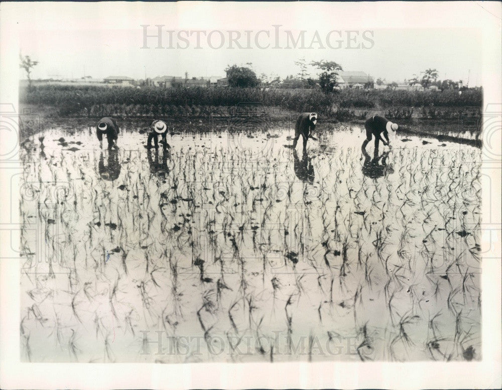 1932 Japanese Rice Farmers Press Photo - Historic Images